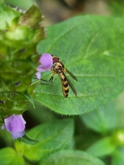 Meliscaeva cinctella