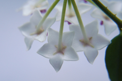 Hoya bella