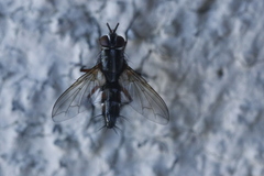 Mintho rufiventris