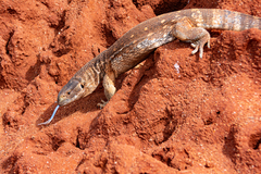 Varanus albigularis microstictus