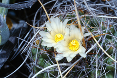 Thelocactus tulensis