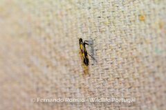 Eucalybites auroguttella