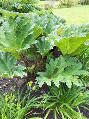 Gunnera manicata