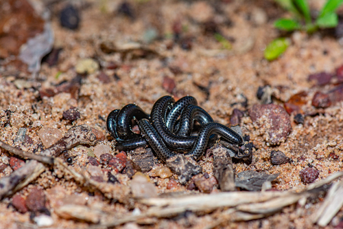 Photo of a Goggle-eyed Worm Snake (Leptotyphlops macrops)