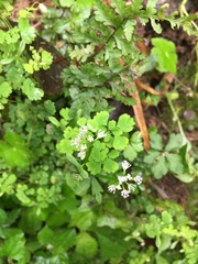 Sanicula petagnioides