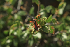 Rhynocoris punctiventris