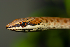 Psammophis biseriatus