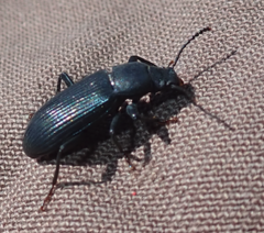 Xylopinus saperdoides