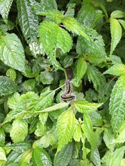 Taicallimorpha albipuncta