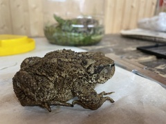 Bufo verrucosissimus