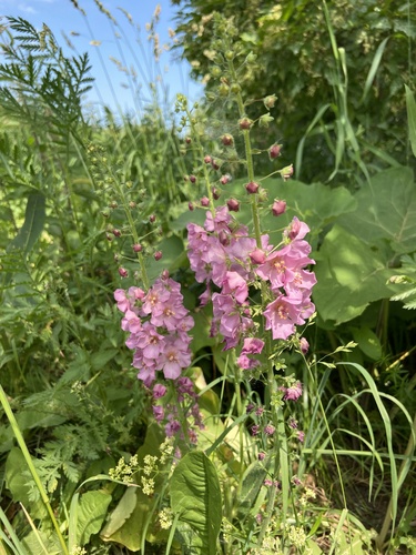 Verbascum phoeniceum iNat (3)