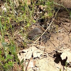 Thomomys monticola