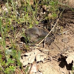 Thomomys monticola