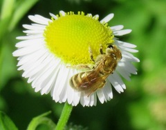 Halictus subauratus
