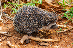 Atelerix albiventris