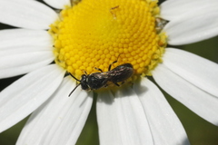 Hylaeus communis
