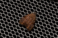Choreutis melanopepla