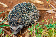 Atelerix albiventris