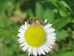 Halictus subauratus