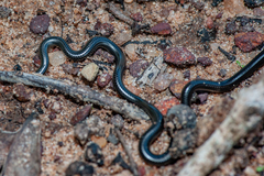 Leptotyphlops macrops