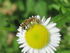 Halictus subauratus