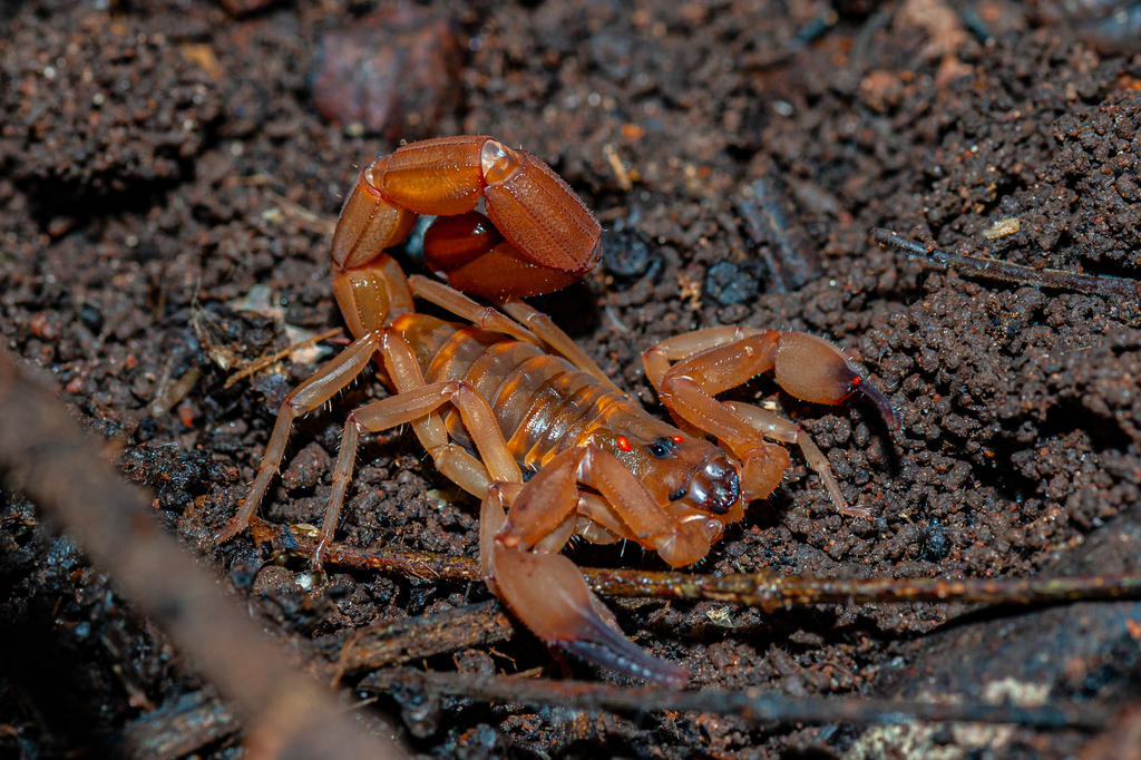 Scorpion de Jackson (scorpion à queue épaisse) (Babycurus jacksoni)