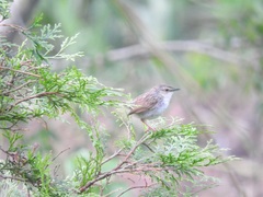 Prinia striata