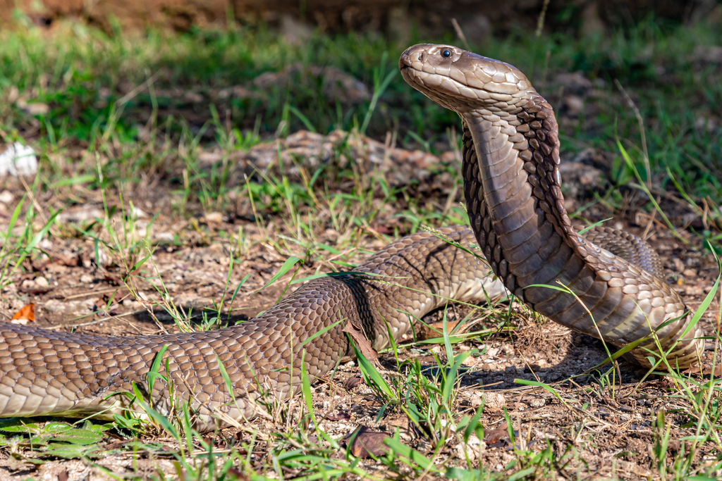 Ashe's Spitting Cobra from Diani Beach, Kenia on November 6, 2017 at 03 ...