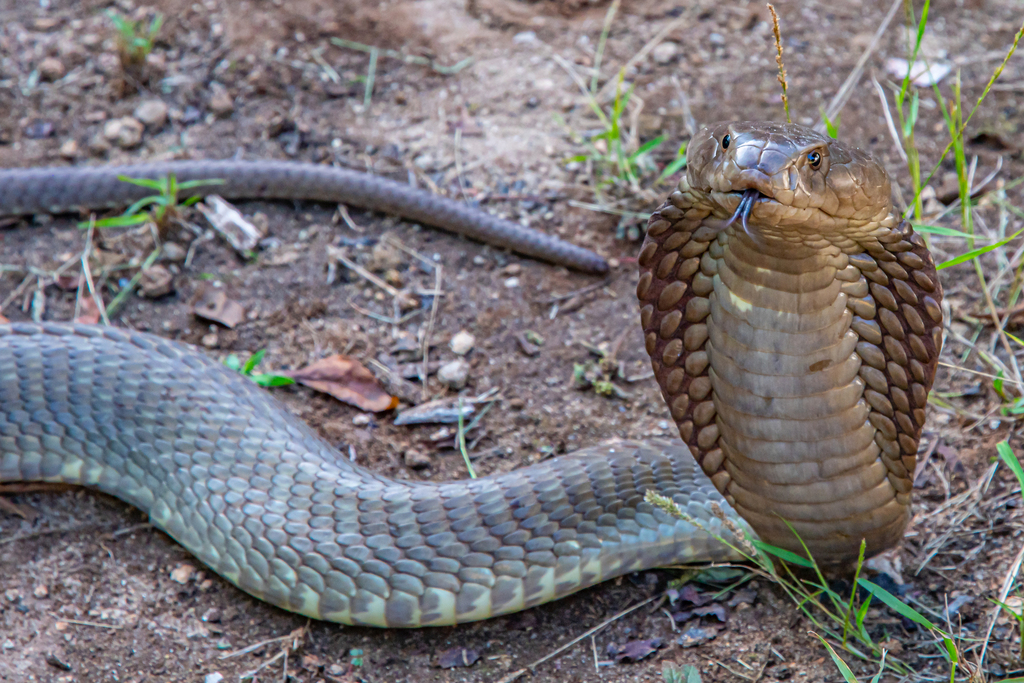 Ashe's Spitting Cobra