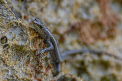 Cryptoblepharus africanus