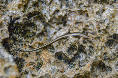 Cryptoblepharus africanus