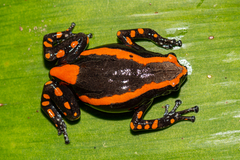 Phrynomantis bifasciatus