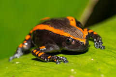 Phrynomantis bifasciatus