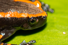 Phrynomantis bifasciatus