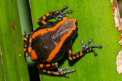 Phrynomantis bifasciatus