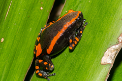 Phrynomantis bifasciatus