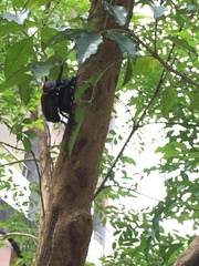 Trypoxylus dichotomus tsunobosonis