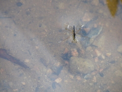 Limnoporus canaliculatus