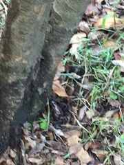 Trypoxylus dichotomus tsunobosonis