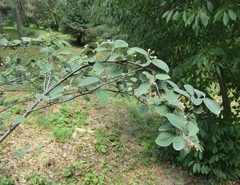 Cotoneaster tomentosus