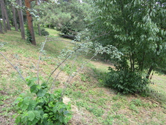 Cotoneaster tomentosus
