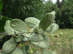Cotoneaster tomentosus
