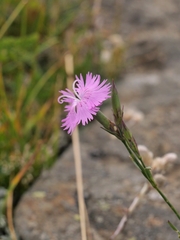 Dianthus × saxatilis