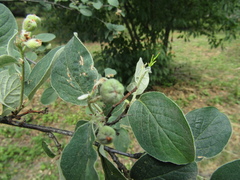 Cotoneaster tomentosus