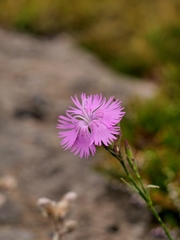 Dianthus × saxatilis
