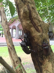 Trypoxylus dichotomus tsunobosonis