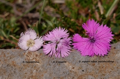 Dianthus × saxatilis