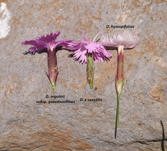 Dianthus × saxatilis