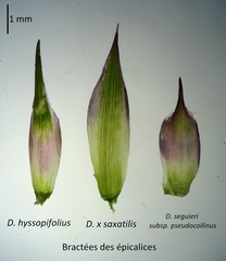 Dianthus × saxatilis