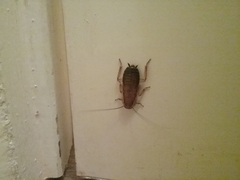 Drymaplaneta communis